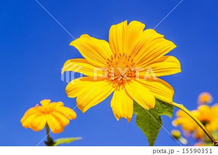 Mexican sunflower or Tithonia diversifolia Mexican sunflower or Tithonia diversifolia 15590351