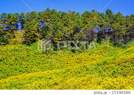 Mexican sunflower weed valley in Thailand. Mexican sunflower weed valley in Thailand. 15590366