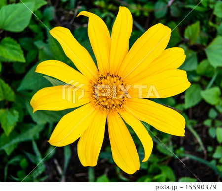 Mexican sunflower Mexican sunflower 15590379