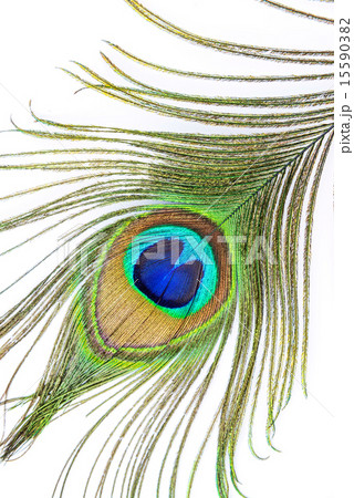 Peacock feather on white background Peacock feather on white background 15590382