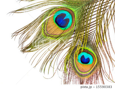 Peacock feathers on white background 15590383
