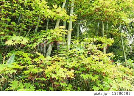 もみじと竹やぶ 15590595