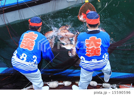 鯛網漁 鯛網漁 15590596