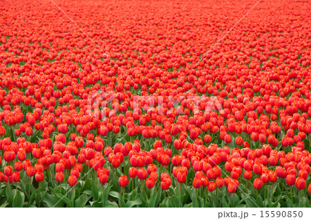 Tulip field in Netherlands 15590850