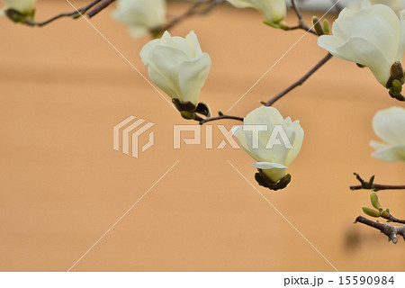 モクレン 15590984