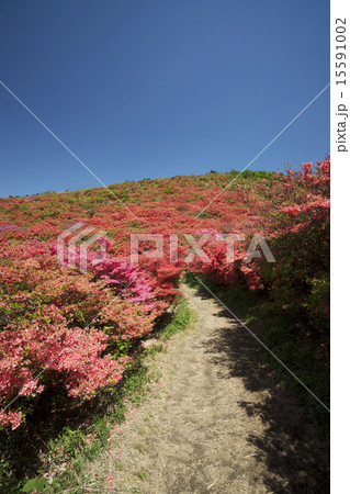 大和葛城山 躑躅満開 大和葛城山 躑躅満開 15591002