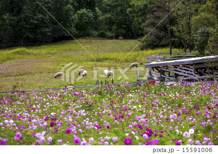 牧場 15591006