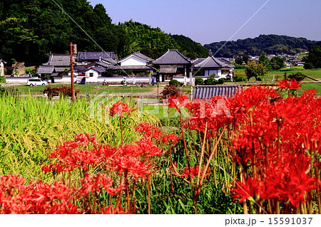 飛鳥寺（明日香村）周辺に咲く彼岸花 15591037