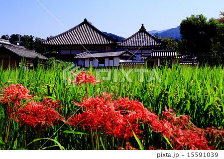 飛鳥寺（明日香村）周辺に咲く彼岸花 15591039