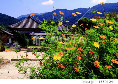 飛鳥寺（明日香村）周辺に咲くコスモス 15591041
