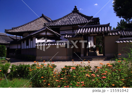 飛鳥寺（明日香村）周辺に咲くコスモス 15591042