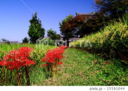 飛鳥寺(明日香村)周辺に咲く彼岸花 飛鳥寺(明日香村)周辺に咲く彼岸花 15591044