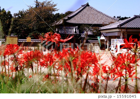 飛鳥寺(明日香村)周辺に咲く彼岸花 飛鳥寺(明日香村)周辺に咲く彼岸花 15591045