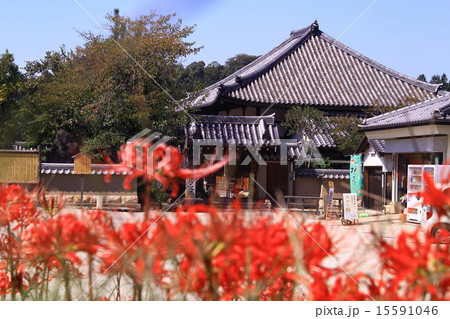 飛鳥寺（明日香村）周辺に咲く彼岸花 15591046