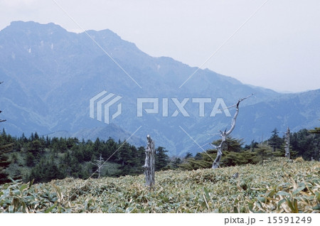 白骨林 白骨林 15591249