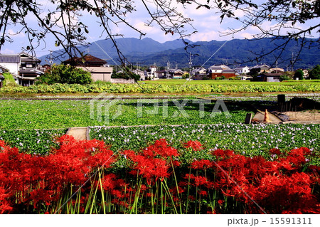 本薬師寺跡（橿原市）周辺に咲く彼岸花 15591311