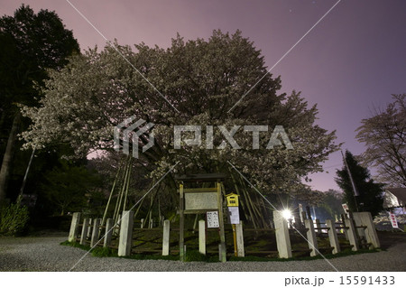 中将姫誓願桜 中将姫誓願桜 15591433