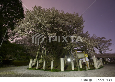 中将姫誓願桜 15591434