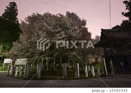 中将姫誓願桜 15591435