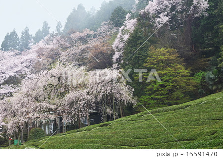 霞間ヶ渓の桜 15591470