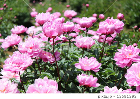 牡丹(藤娘） 15591595