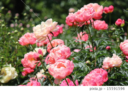 牡丹（コーラルチャーム） 15591596