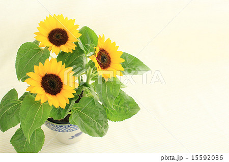 ひまわりの鉢植え 15592036