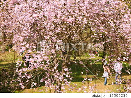 桜の花 桜の花 15592252
