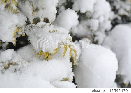 もっさり積もったクジャクヒバの新雪 もっさり積もったクジャクヒバの新雪 15592470