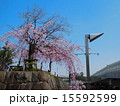 石垣の上のさくら 15592599