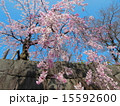 石垣の下から見上げた桜 15592600