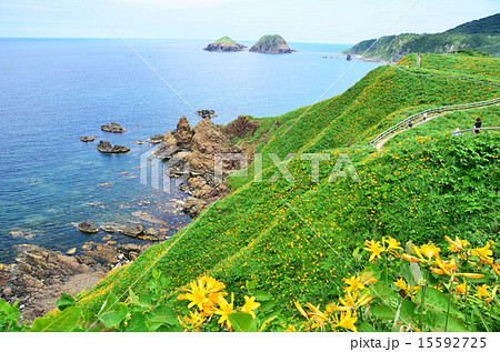佐渡大野亀のカンゾウ（新潟県佐渡市） 15592725