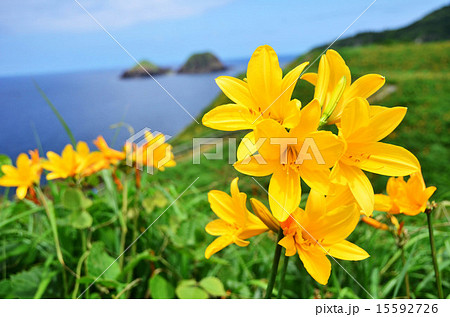 佐渡大野亀のカンゾウ（新潟県佐渡市） 15592726