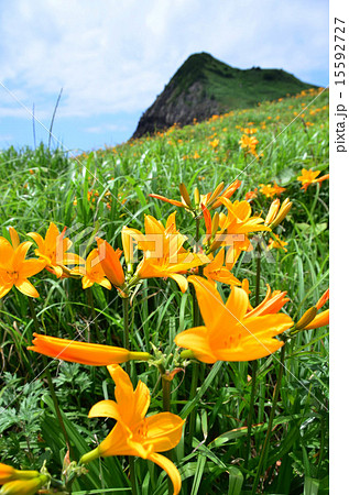 佐渡大野亀のカンゾウ 新潟県佐渡市 の写真素材