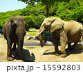 ゾウ２頭 15592803