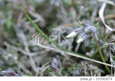 少しはみ出た芝桜のつぼみ 15592874