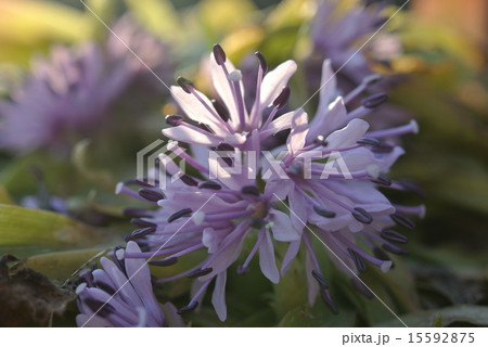 夕方の猩々袴 15592875