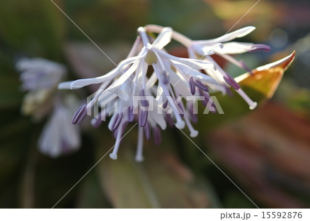 夕方の猩猩袴 15592876