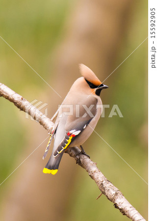 キレンジャク キレンジャク 15592905