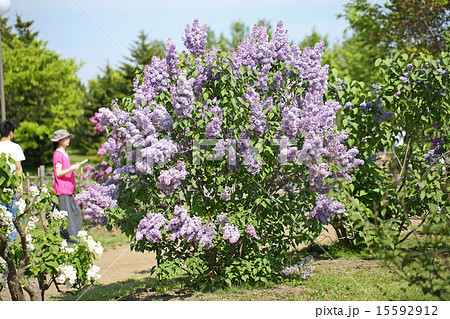 ライラックの木の写真素材 [15592912] - PIXTA