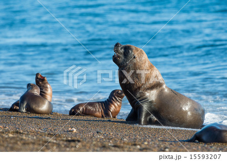 Male sea lion seal portrait on the beach 15593207