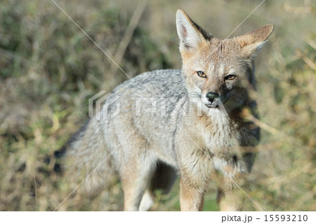 grey fox hunting on the grass grey fox hunting on the grass 15593210