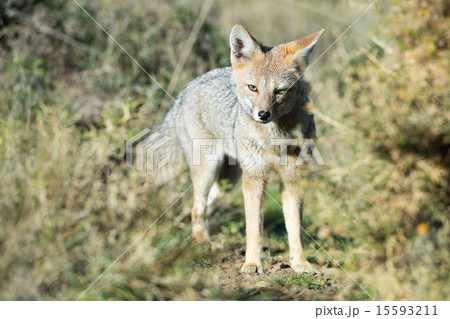 grey fox hunting on the grass grey fox hunting on the grass 15593211