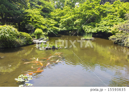 ホテルニューオータニの日本庭園 15593635