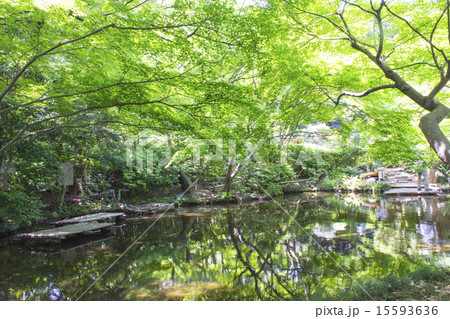 ホテルニューオータニの日本庭園 ホテルニューオータニの日本庭園 15593636