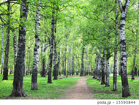 First spring greens in the evening birch grove 15593844