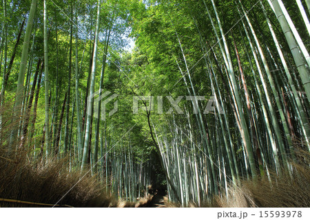 京都　嵯峨野　竹林の道 15593978