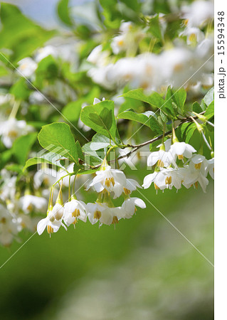 エゴの花 エゴの花 15594348
