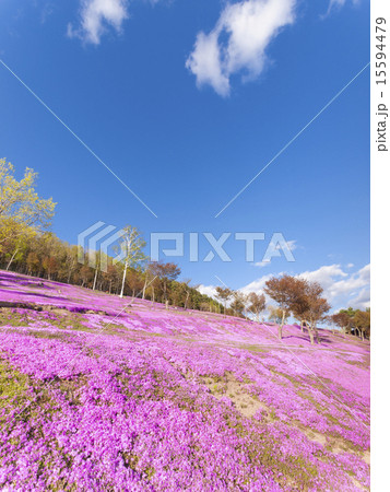 七分咲きの芝桜斜面と青空(縦) 七分咲きの芝桜斜面と青空(縦) 15594479
