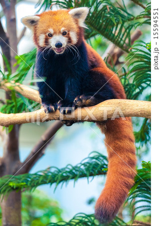 Red Panda Red Panda 15594551